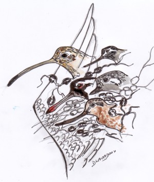 traversée de la baie du mont saint michel rencontre avec les oiseaux aquarelle didier lavadoux, courlis barge chevaliers oiseaux de la baie aquarelle didier lavadoux, courlis barges pluviers huitriers chevaliers